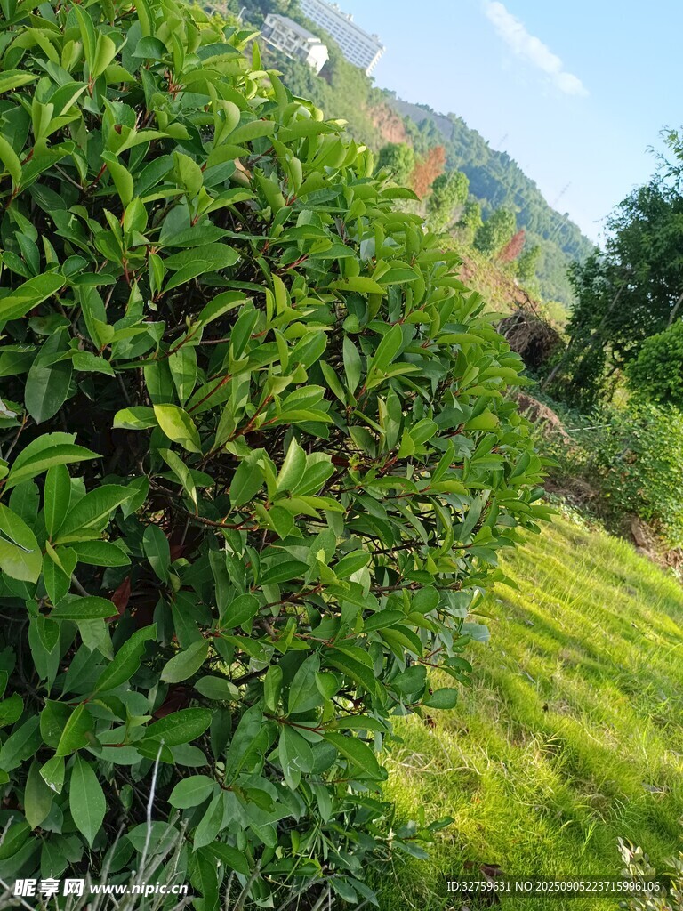 綠意盎然的田園植物景觀