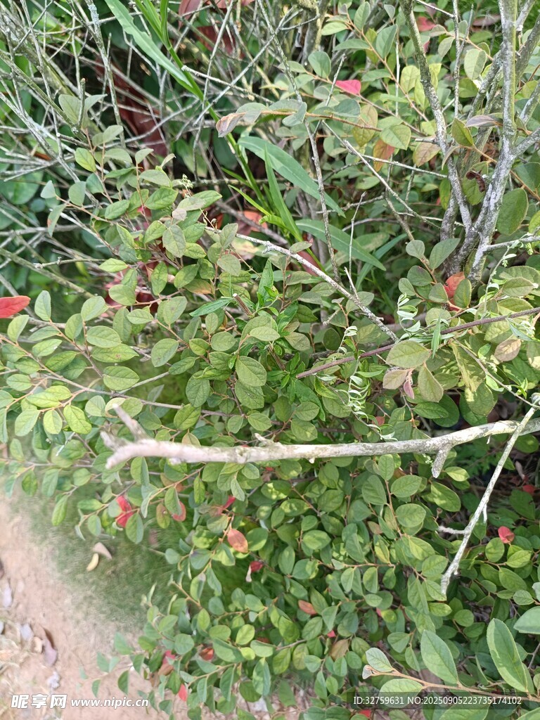 地面綠植與枯枝景象