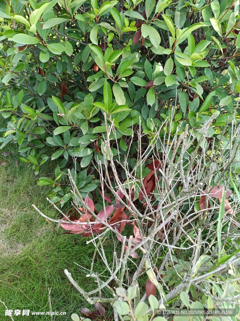 綠葉間的紅紫色植物