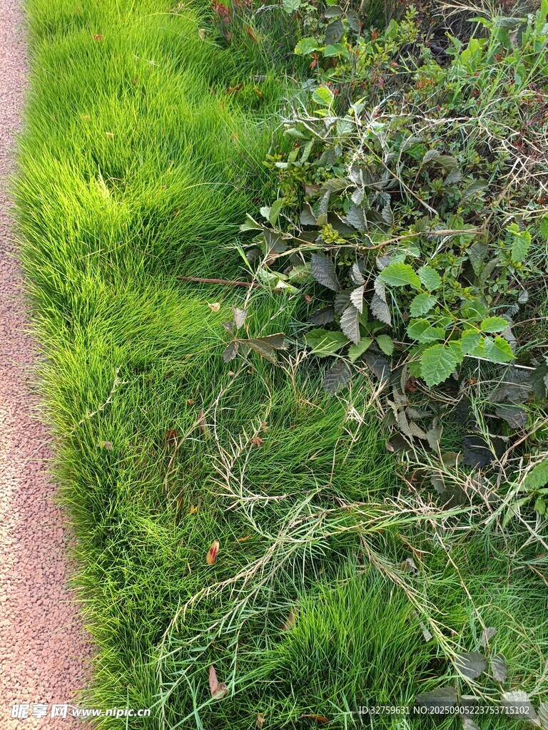 小徑旁的翠綠繁茂植物