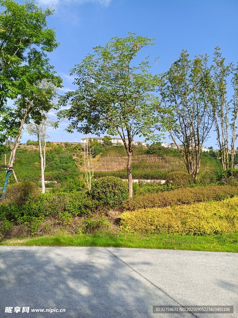路邊綠意盎然的自然景致