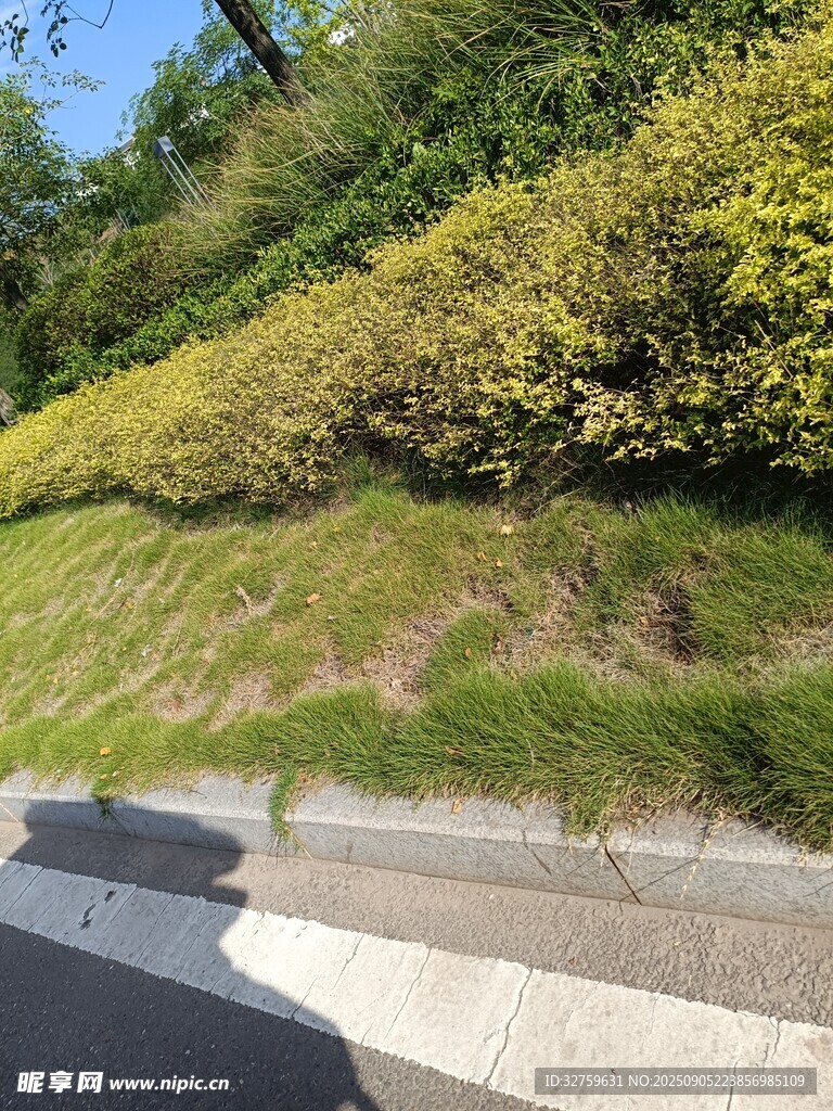 路邊綠意盎然的植被景觀