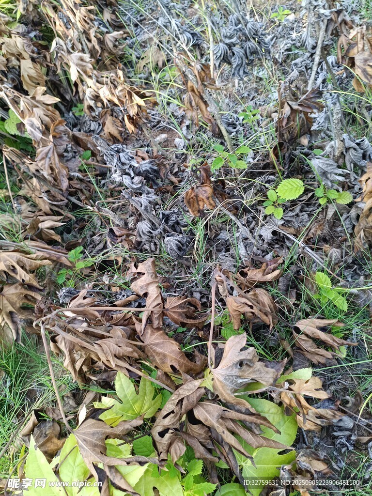 枯萎植物景象