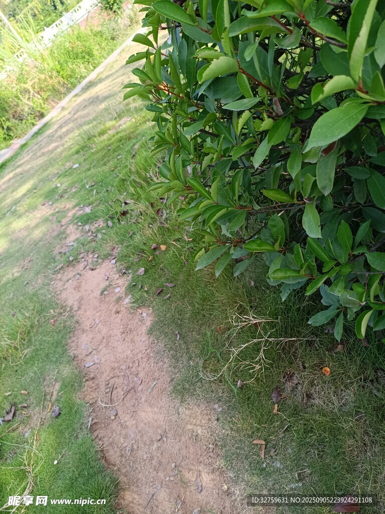 小徑旁的蔥郁綠植
