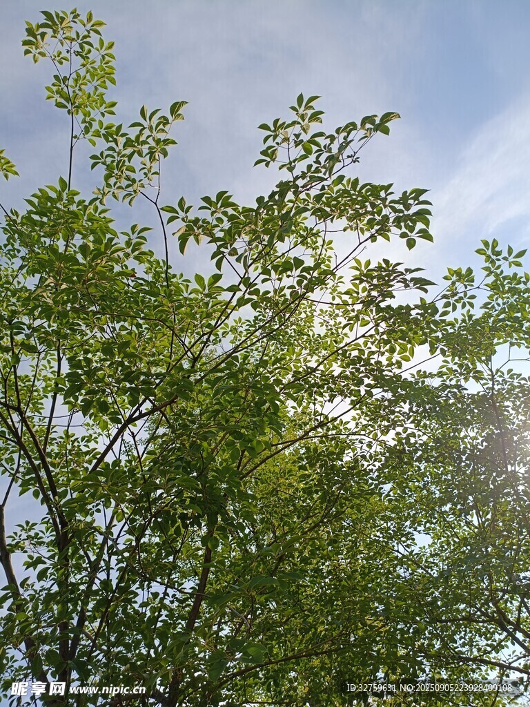 陽光下的蔥郁綠樹