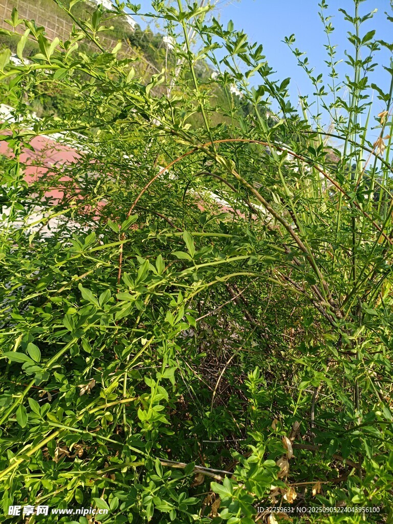 綠意盎然的山坡植物景觀