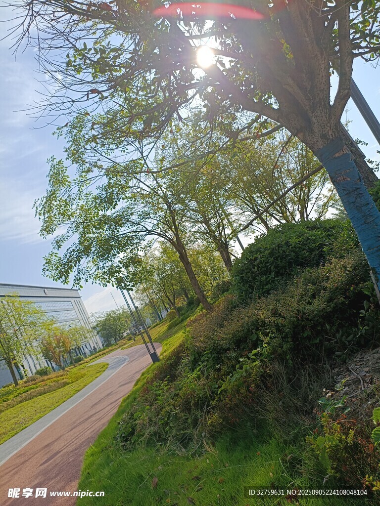 陽光照耀下的林間小道