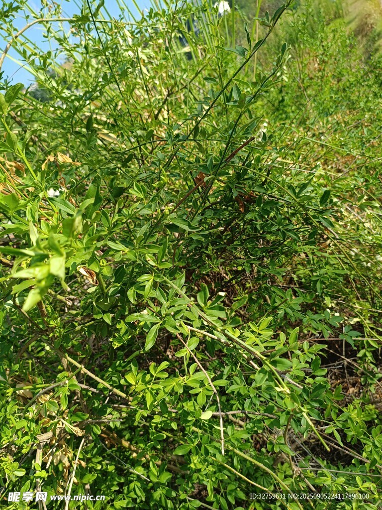 野外繁茂的綠色植物
