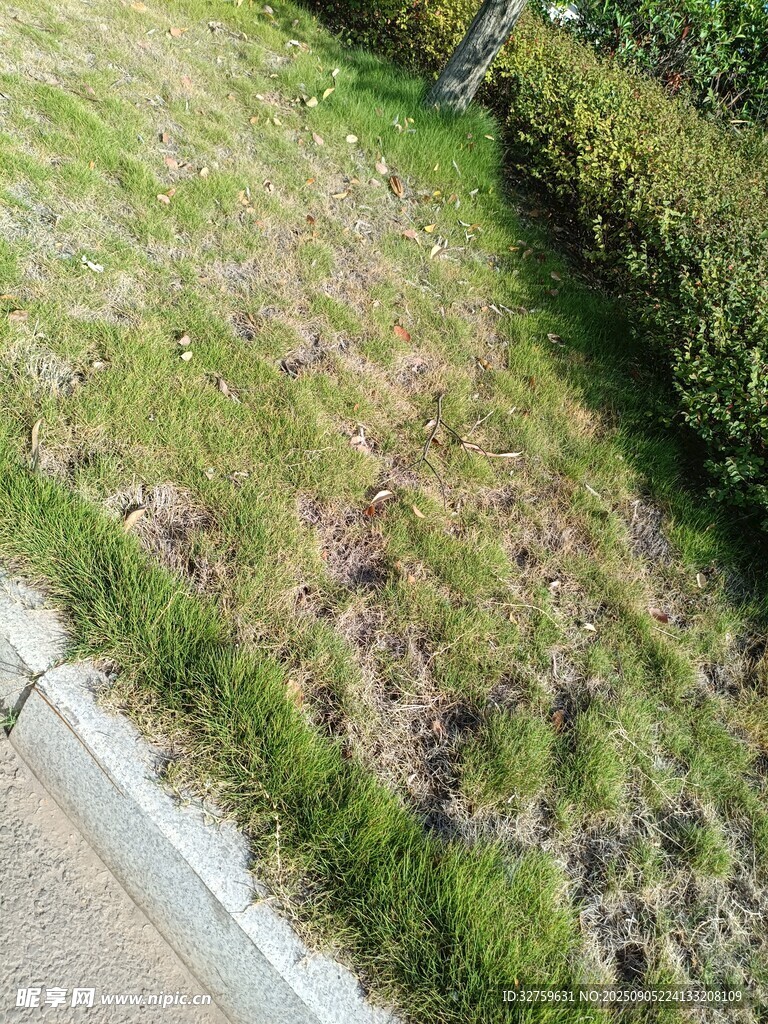 路邊草地景觀