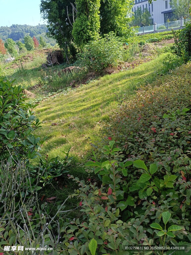 戶外草地綠植自然景象