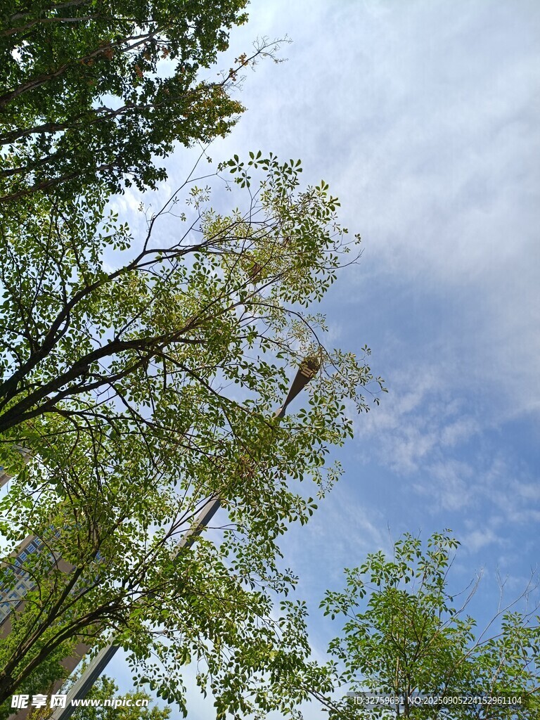 仰望藍天綠樹的清新景象