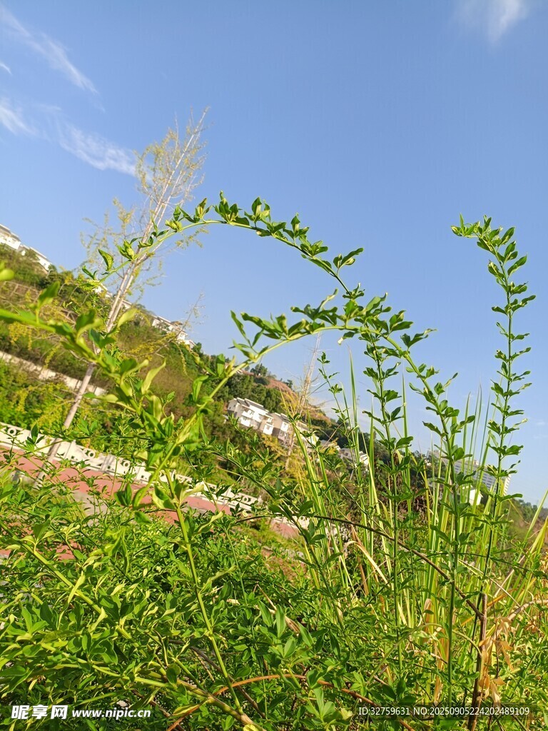 藍(lán)天綠野間的蓬勃植物