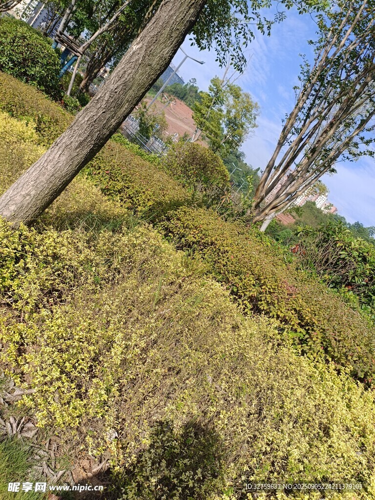 戶外繁茂綠植景觀