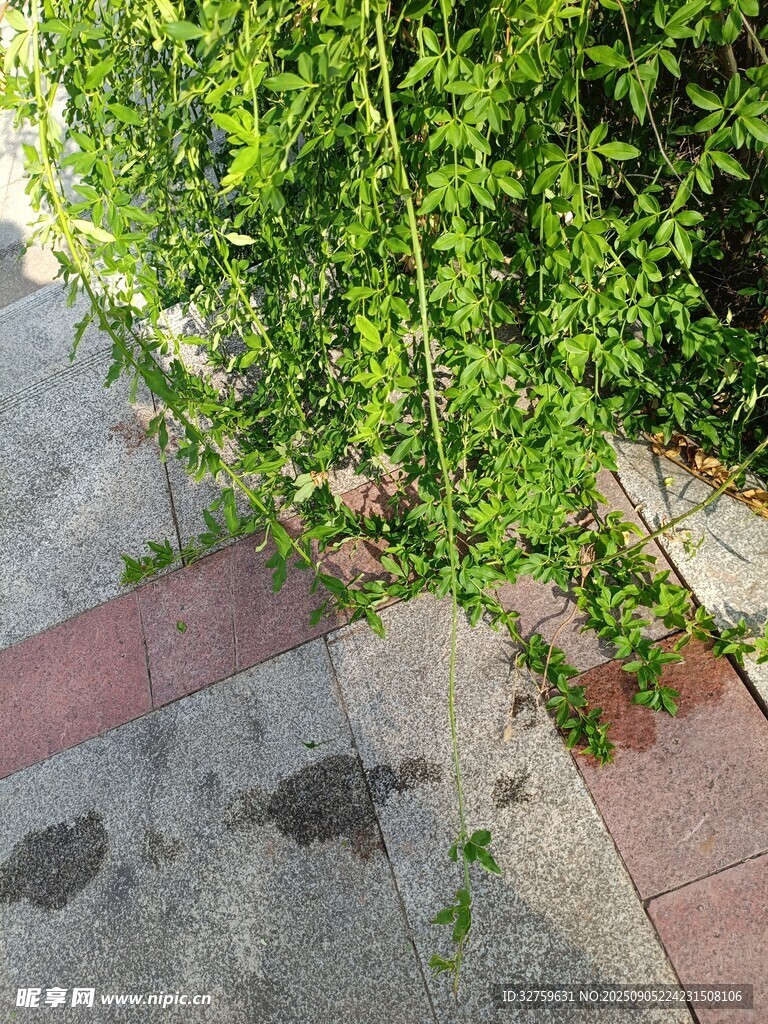 墻邊蔓延的翠綠藤蔓