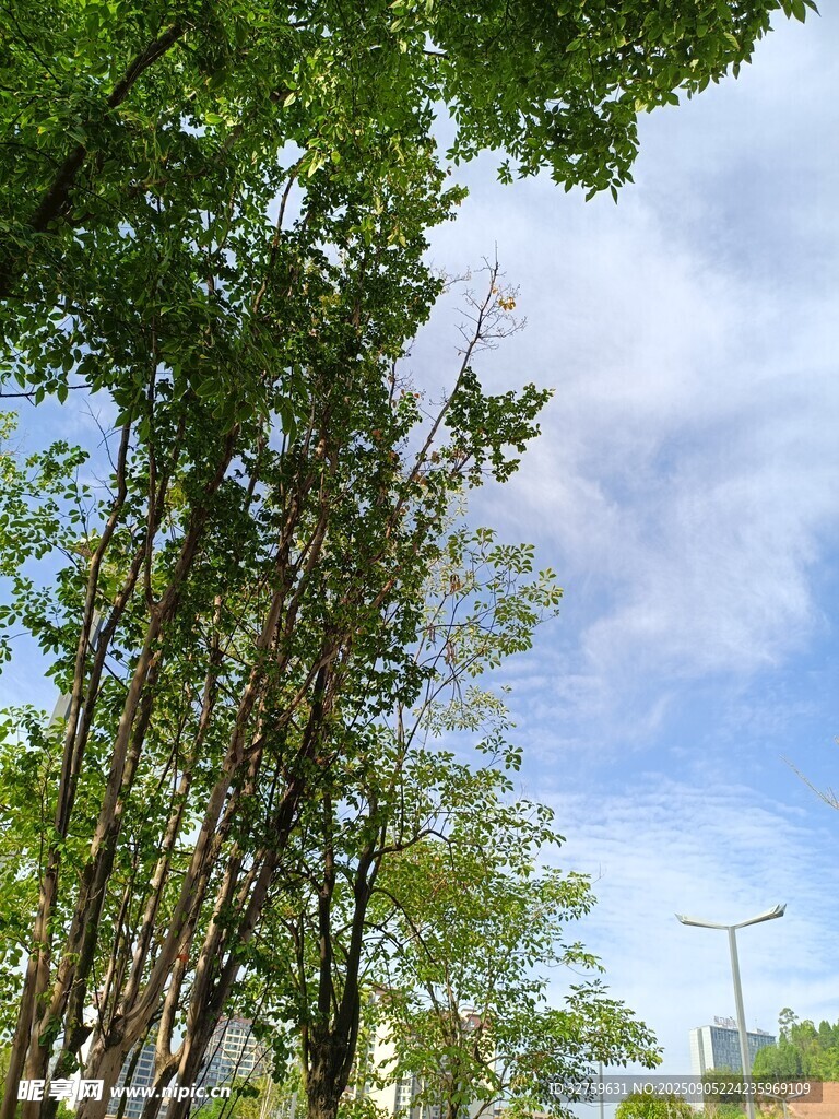 藍(lán)天綠樹間的清新景致
