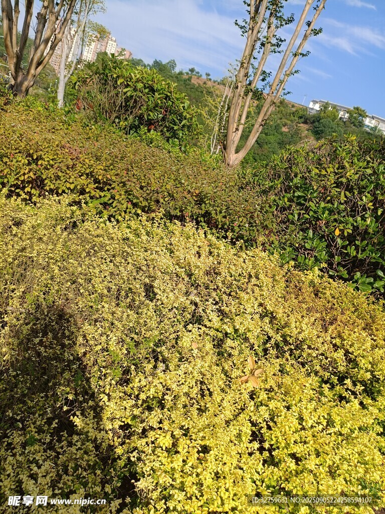 綠意盎然的戶(hù)外灌木叢景
