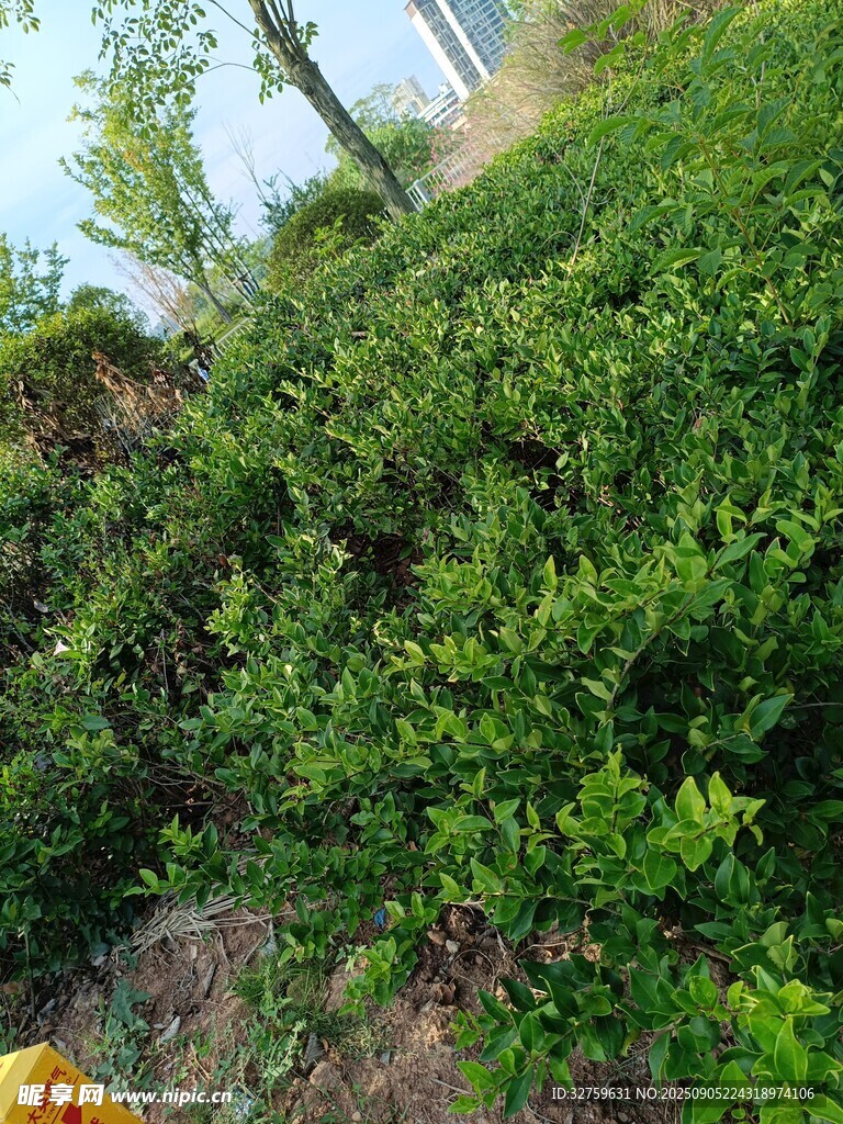 綠意盎然的繁茂植物景觀