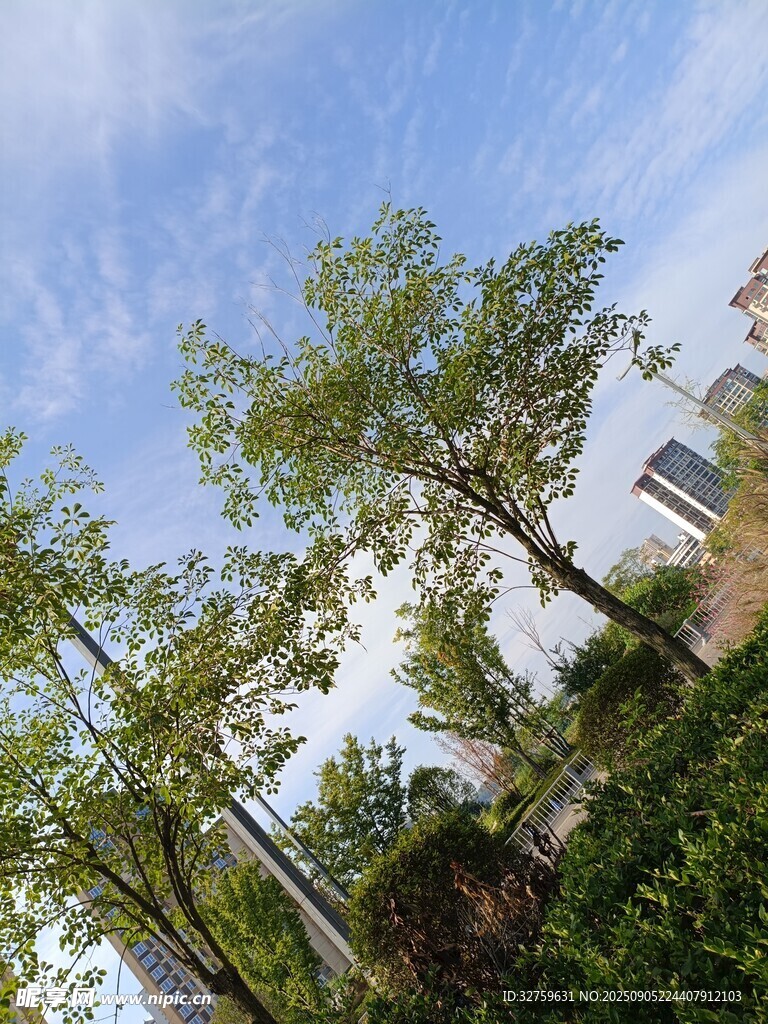 藍(lán)天綠樹間的清新景致