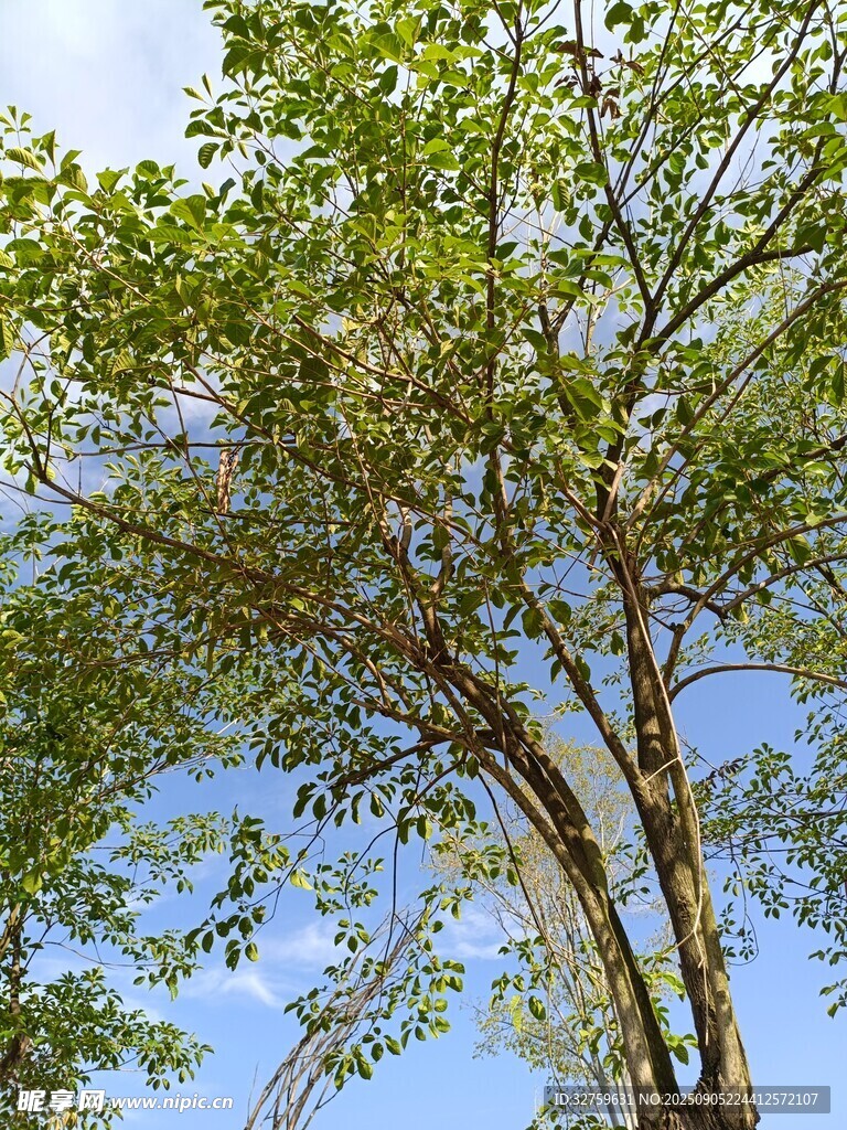 仰視蔥郁樹木與藍(lán)天