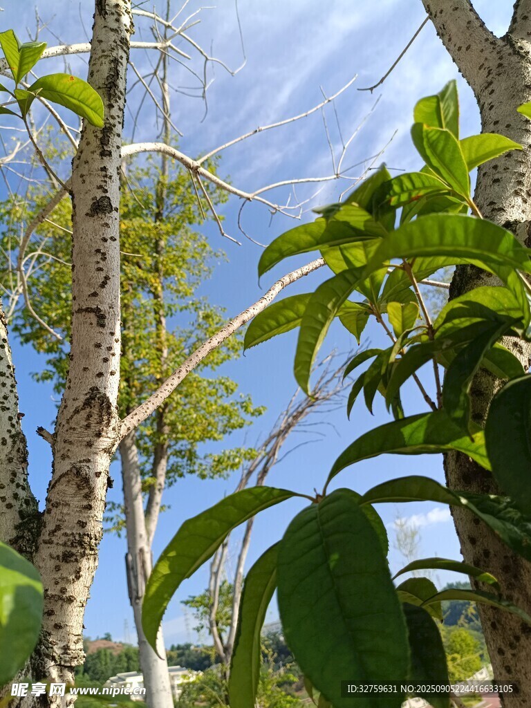林間綠意盎然的樹木景象