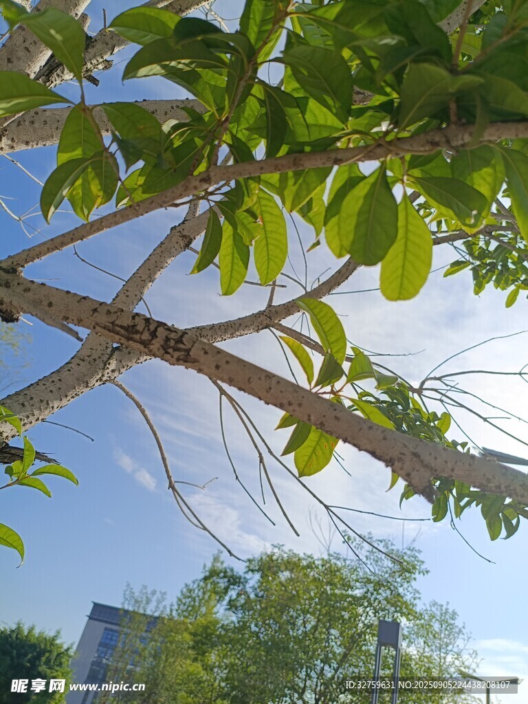 陽光下的繁茂樹枝綠葉