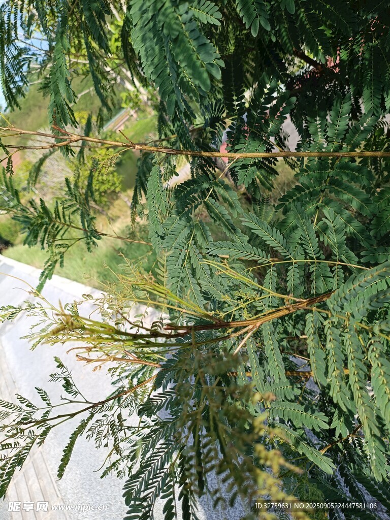 翠綠松針特寫