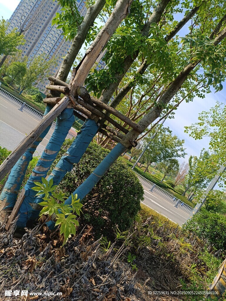藍(lán)色綁帶纏繞的樹木景觀