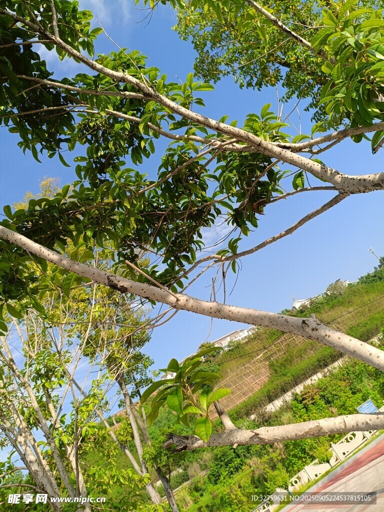 綠樹藍天間的戶外風(fēng)景
