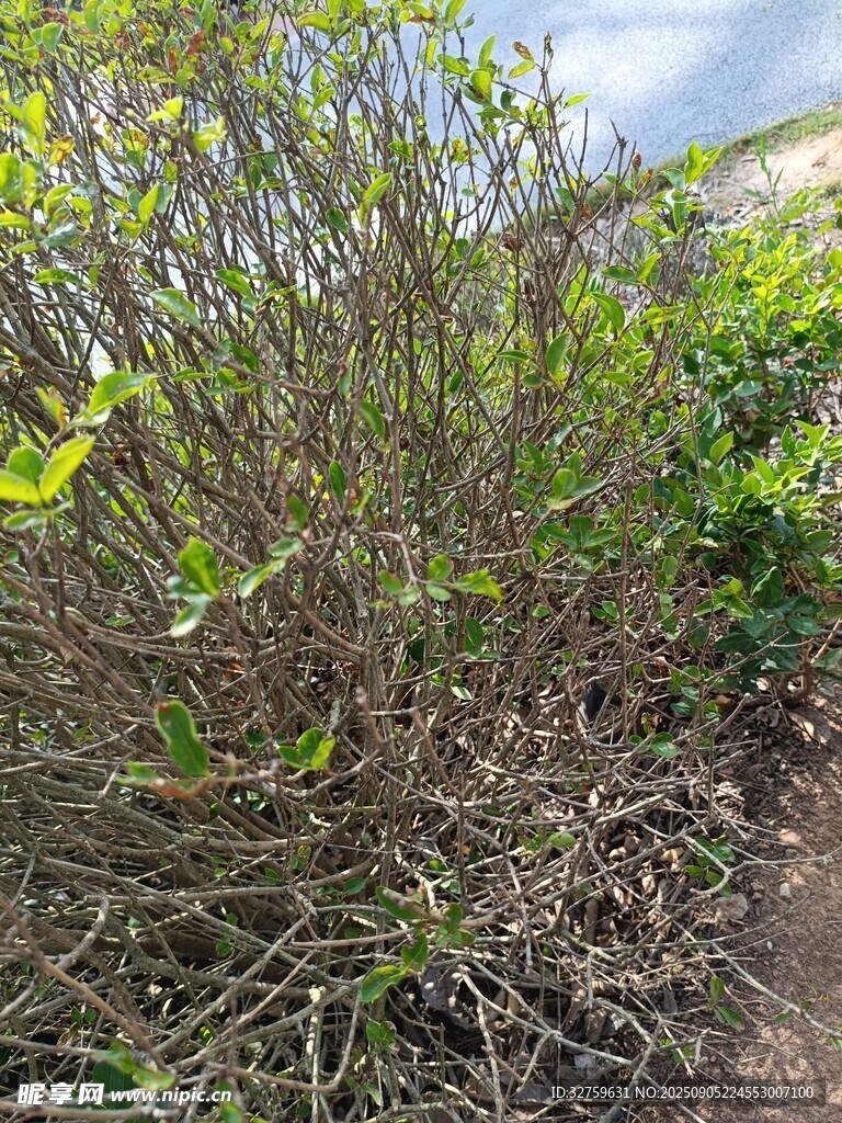 繁茂的綠色灌木叢