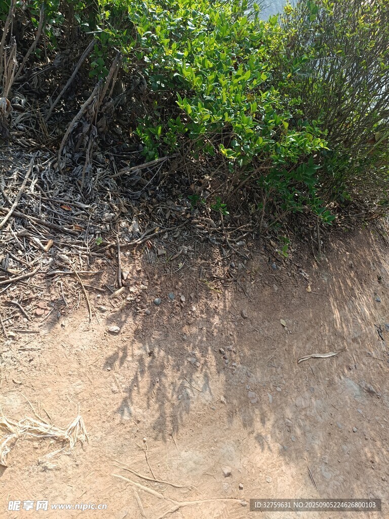 沙地上的綠色灌木叢