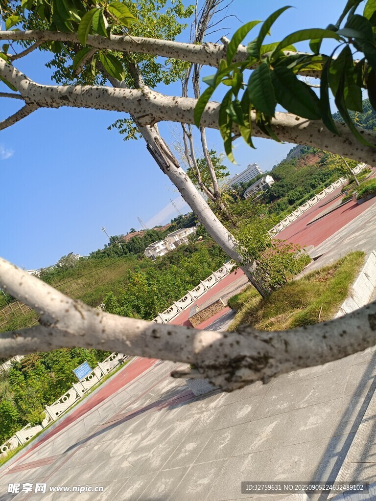 傾斜樹木下的開闊景致
