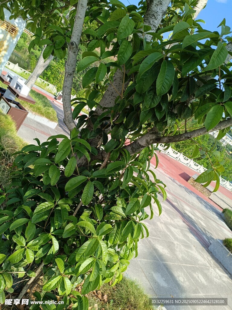 路邊繁茂綠植