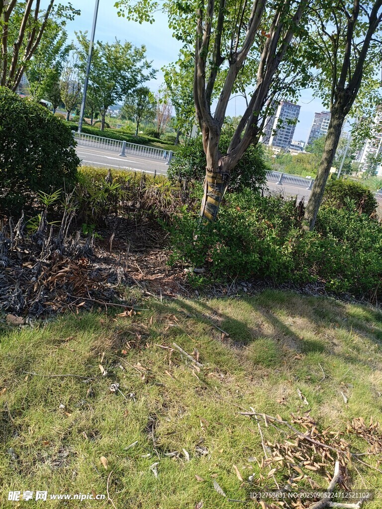 戶外草地樹木景觀