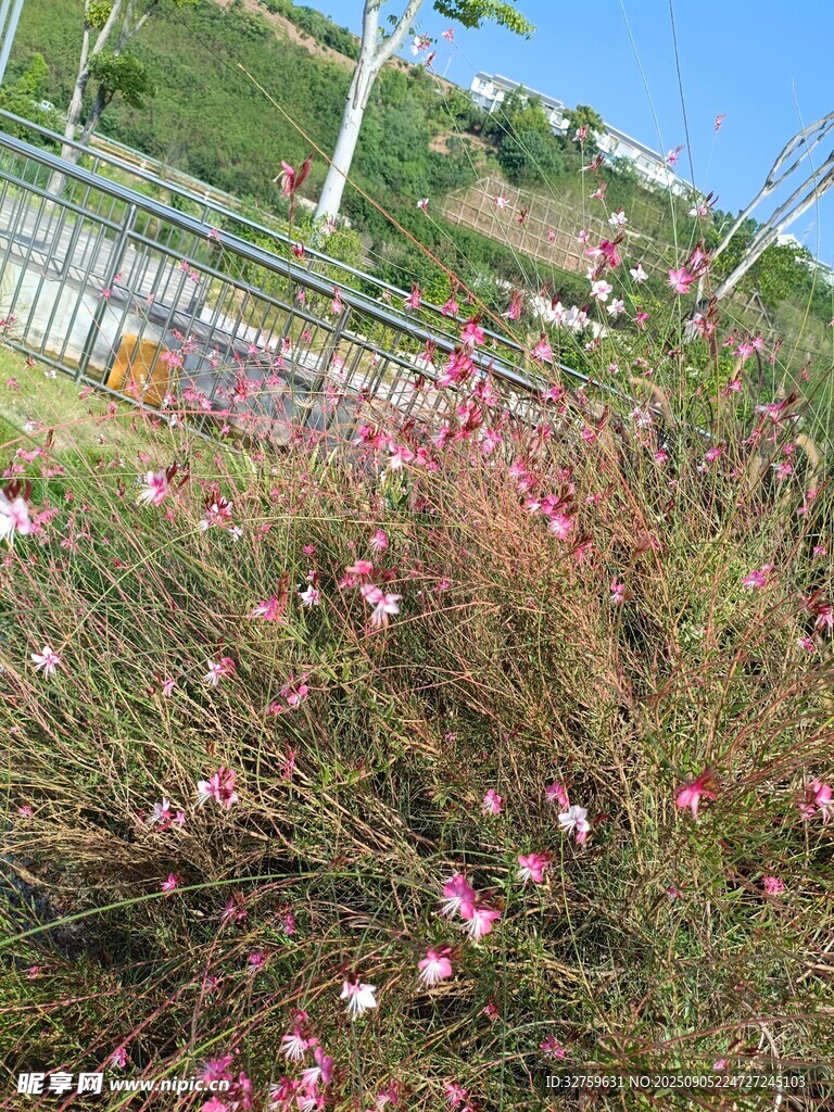山坡上綻放的粉色小花