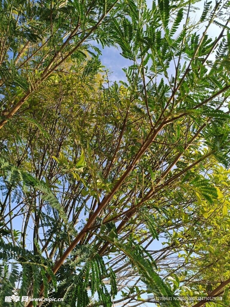 枝葉繁茂的樹木景觀