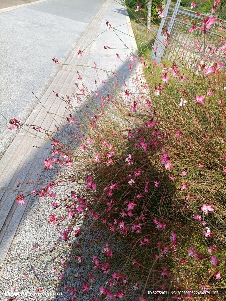 路邊綻放的多彩小花