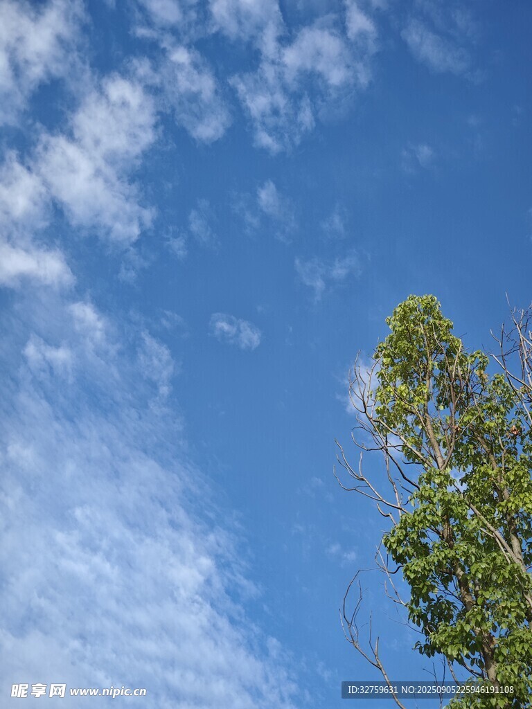 藍(lán)天綠樹風(fēng)景