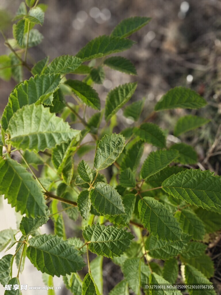嫩綠葉片的植物特寫