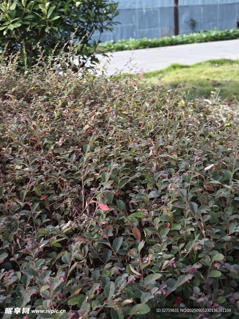 綠葉繁茂的低矮灌木叢