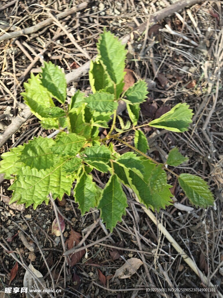 新生綠植破土而出