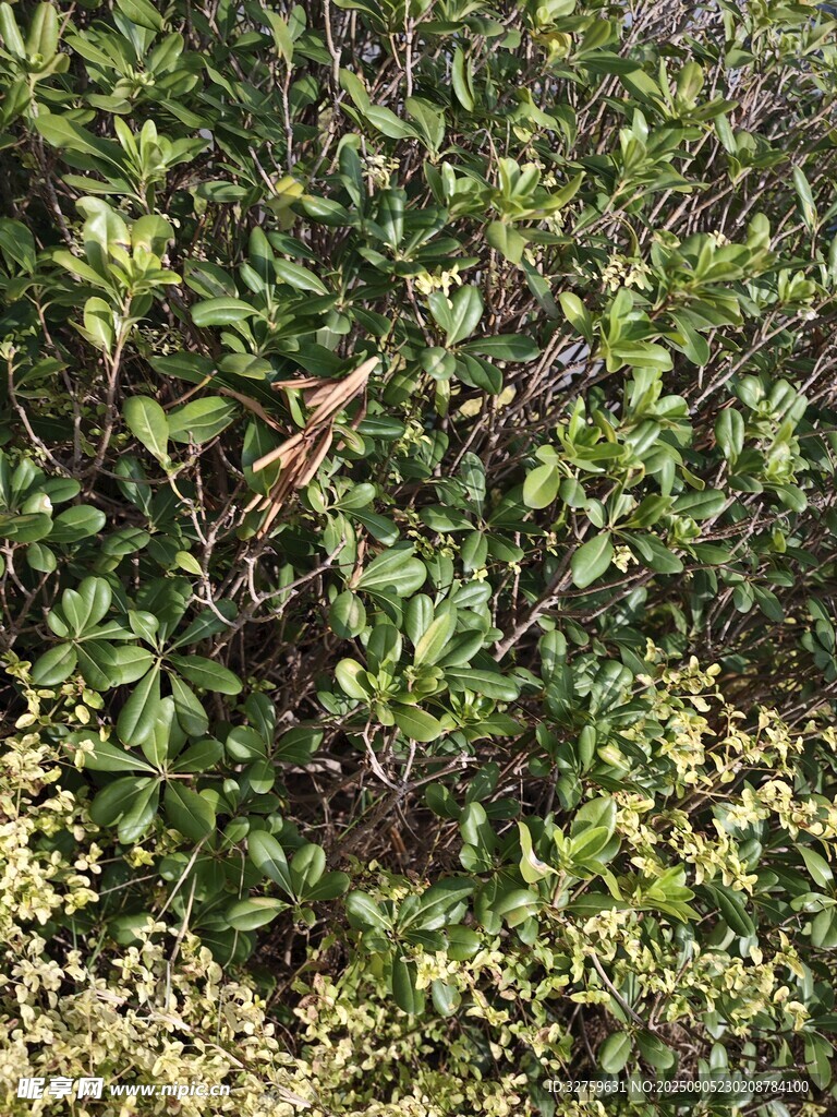 綠葉叢中的小鳥