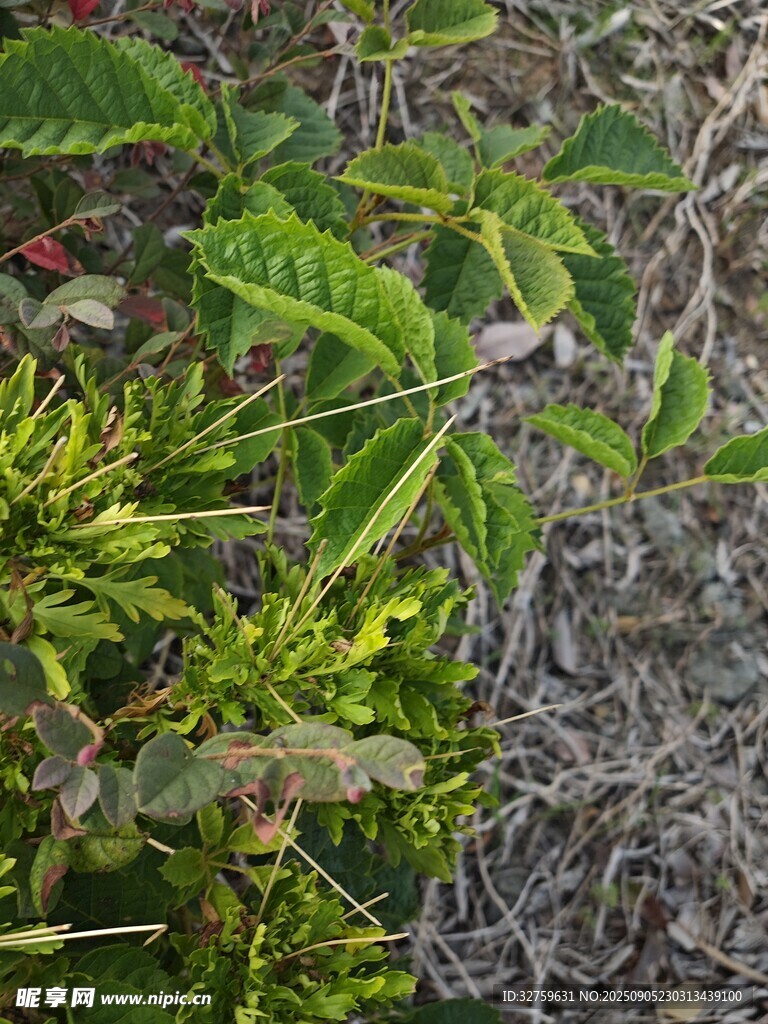 綠葉藤蔓纏繞于枯藤間