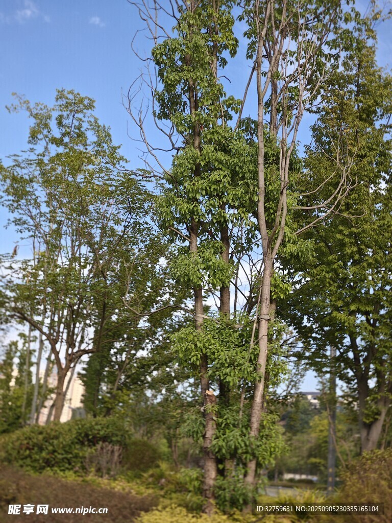 戶外蔥郁樹(shù)木景觀