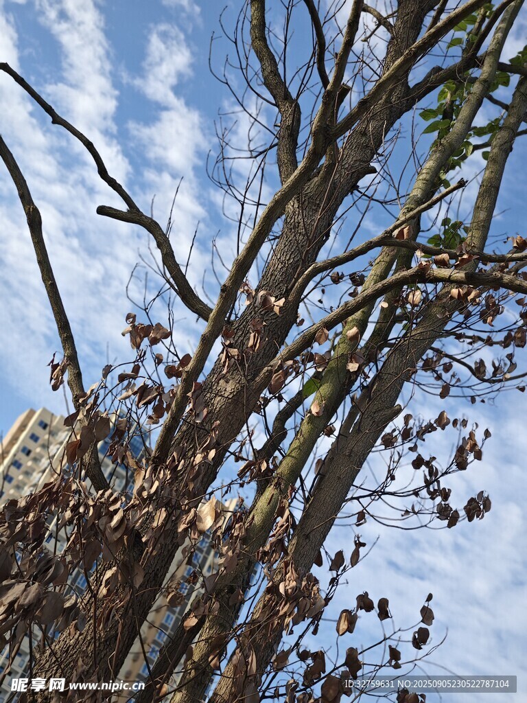 冬日枯樹與藍(lán)天景象