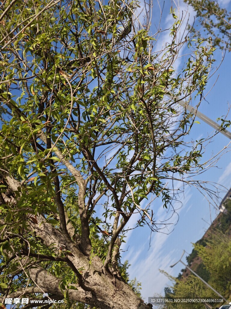 藍(lán)天綠樹間的自然景致