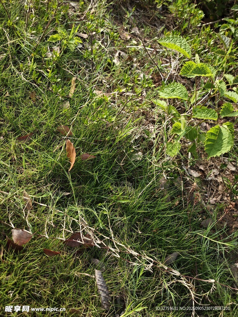 茂密綠植中的多彩景象