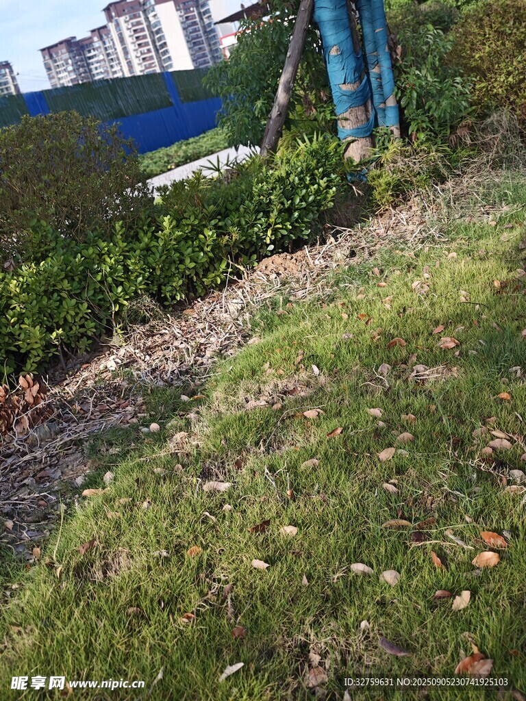 戶外草地綠植景觀一角