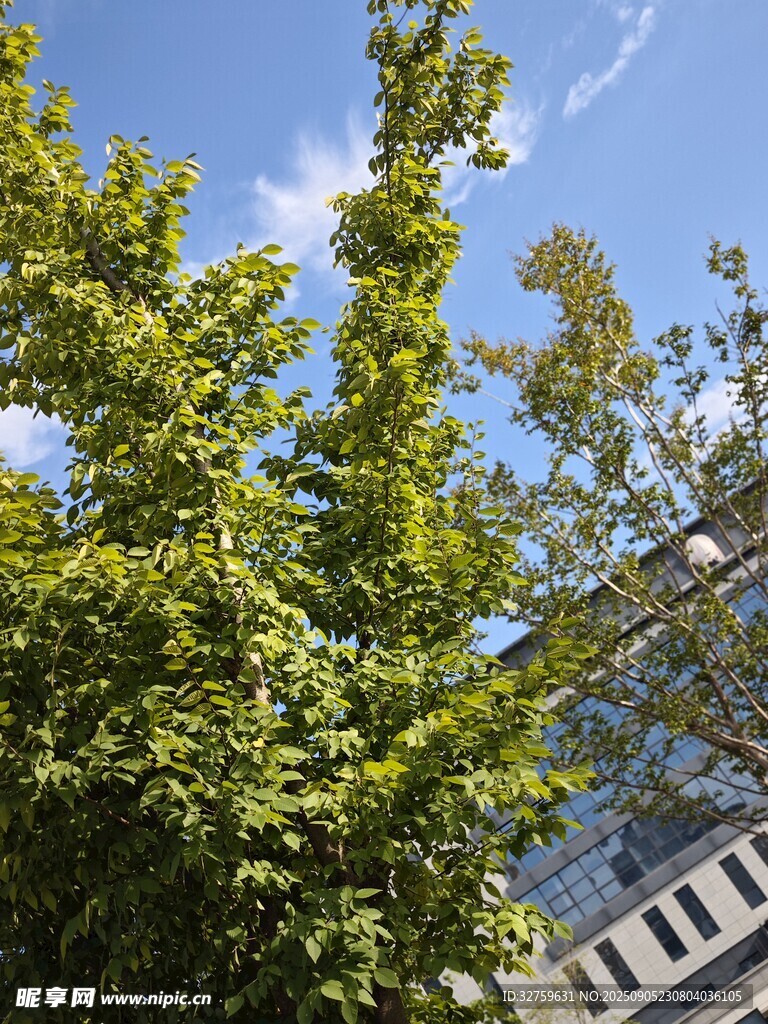 綠葉藍(lán)天旁的現(xiàn)代建筑