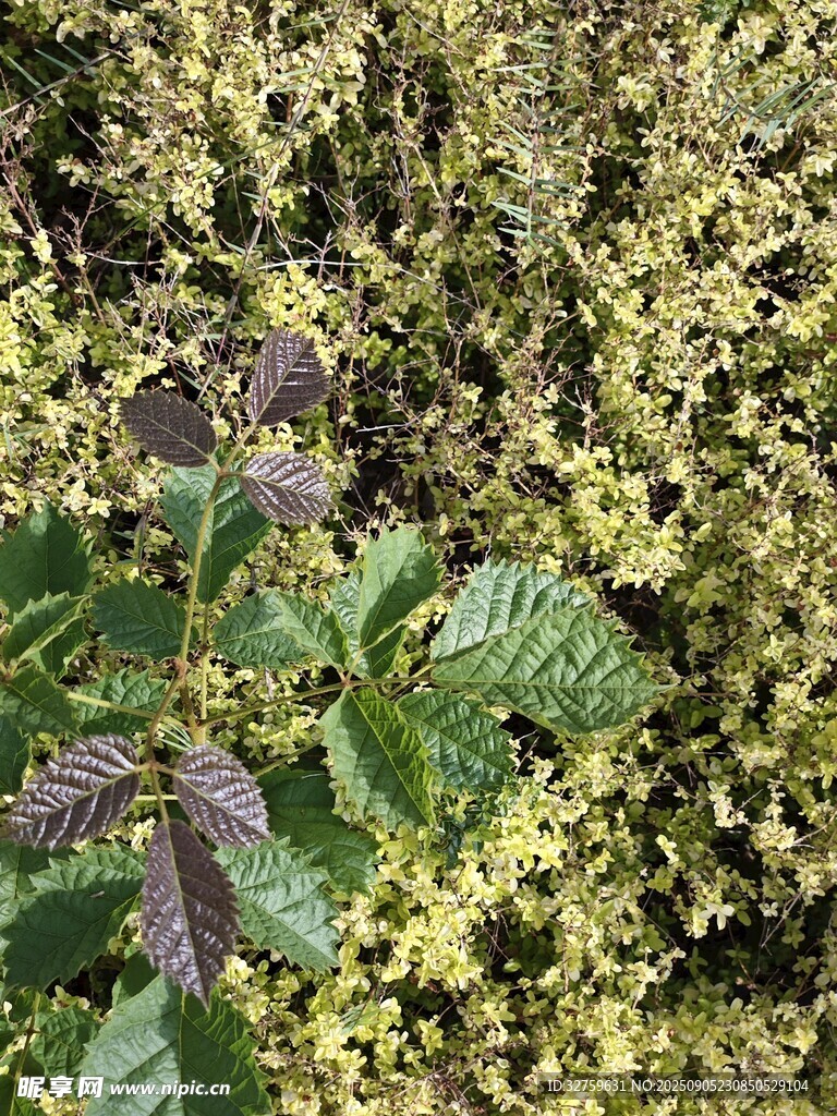 綠葉黃花植物特寫