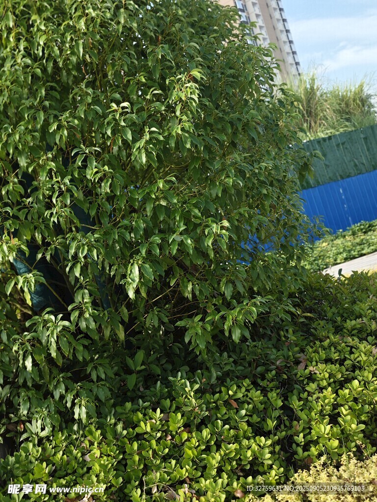綠葉繁茂的綠植景觀